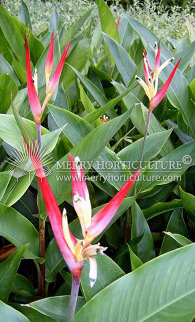 Heliconia pssitacorum